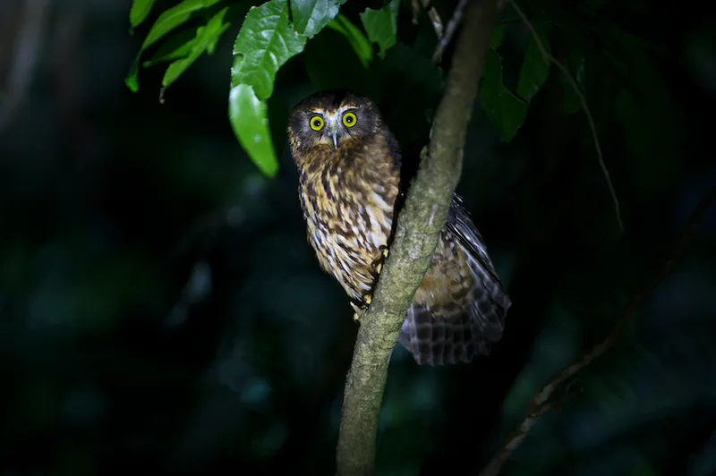 Morepork Ninox, novaeseelandiae Keri, Keri North Island, New Zealand