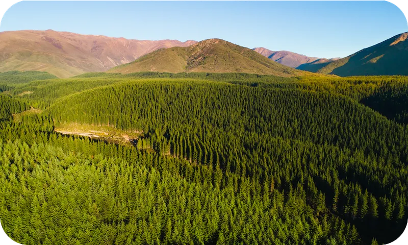 Pine-forest.png