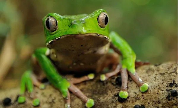 Waxy monkey tree frog