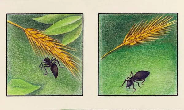 ant.jpg