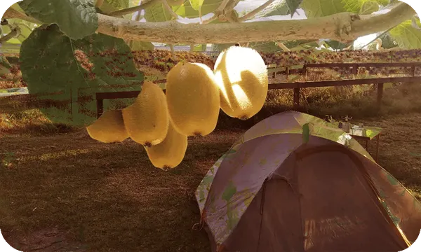 FeatureImage_KiwiFruitPicking.png