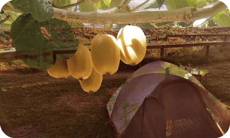 FeatureImage_KiwiFruitPicking.png