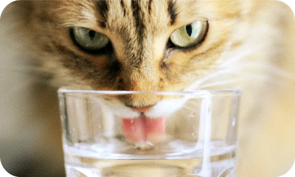 cat.png