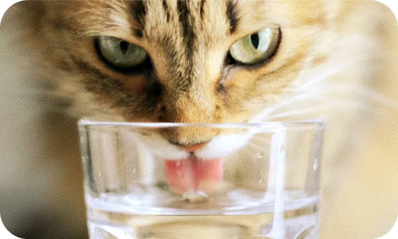 cat.png
