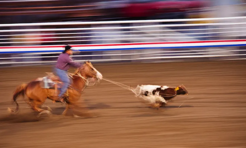 Calf roping
