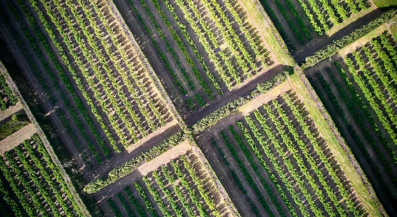 Kiwifruit orchard