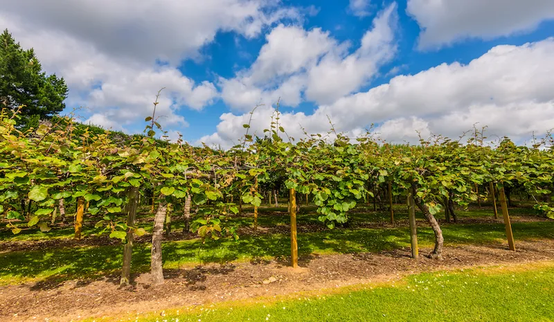 Kiwi plantation