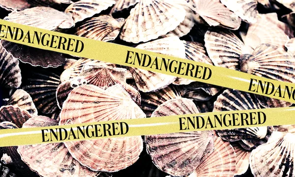 FeatureImage_Scallops.png