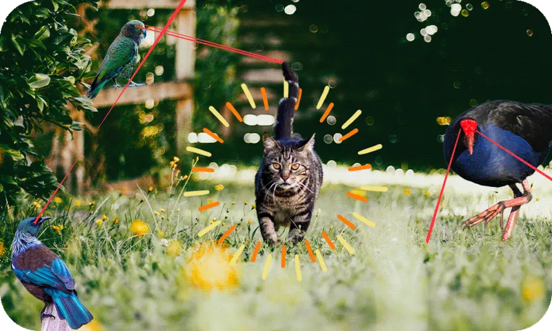 A photo illustration showing a tabby cat walking through a garden surrounded by native birds