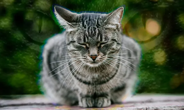 animal-instinct