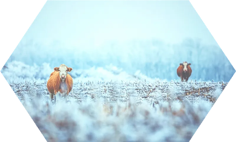 cows.png