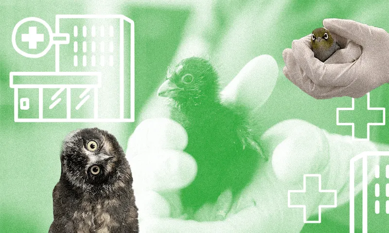 FeatureImage_BirdHospital.png