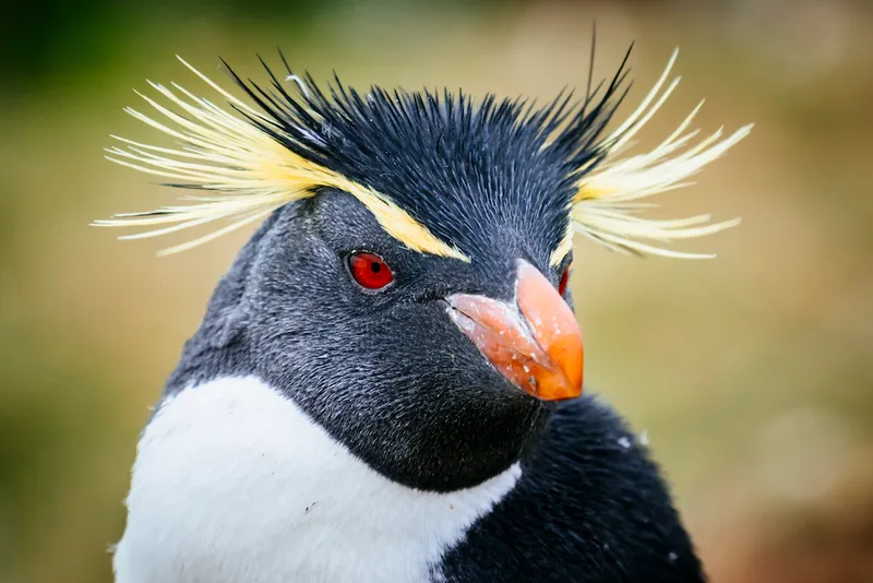 Rockhopper Penguin, West Point Island