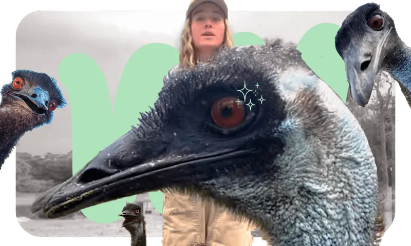 Emmanuel-the-Emu.png