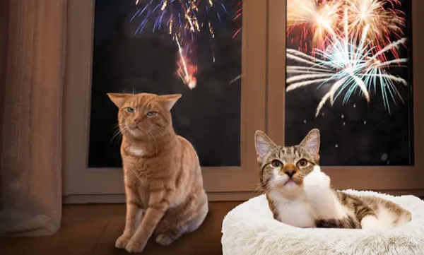 cats-1