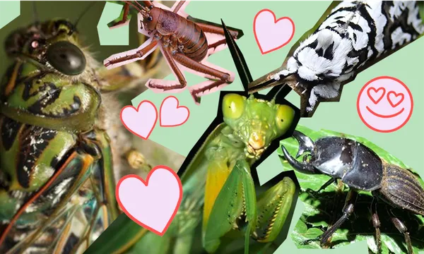 kVmwLkY0-bugssssss.png