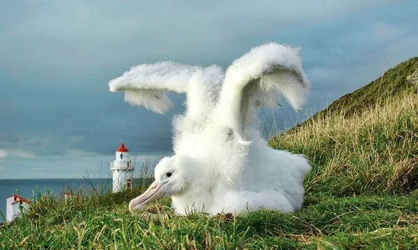 ALBATROSS.jpg