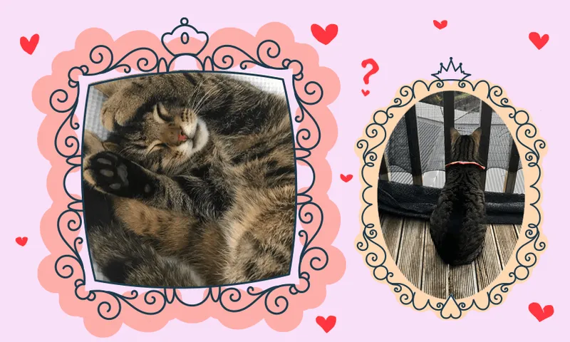 lovely-Bruce.png