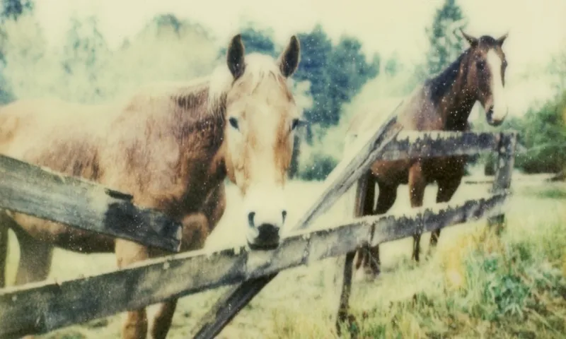 WETHORSES.jpg