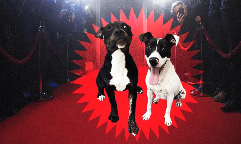 FeatureImage_CelebDogs.png