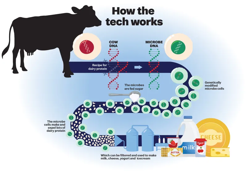 Graphic showing how the DNA instructions for a dairy protein are inserted into a microbe