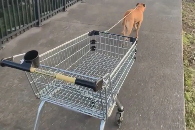 supermarket trolleys