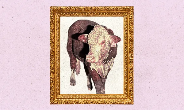 FeatureImage_MiracleBull.png