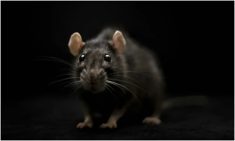 rat