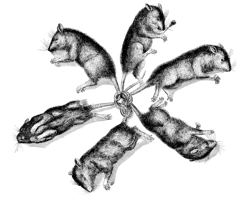 Antique illustration of rats tied by tail
