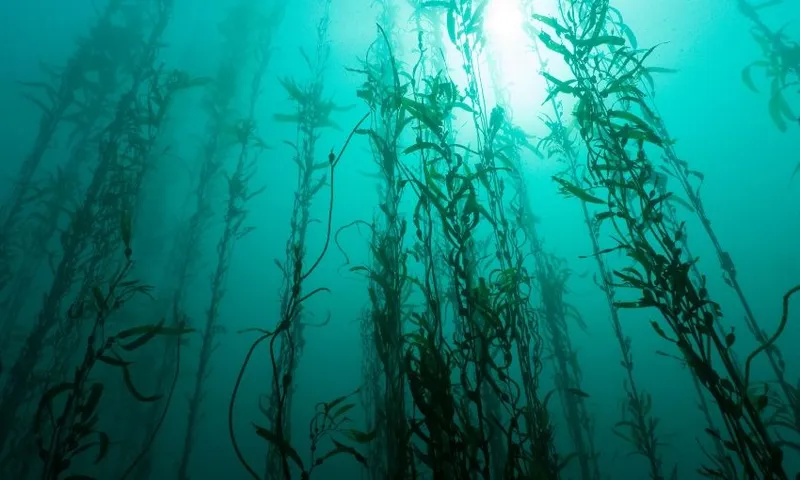 kelp feature