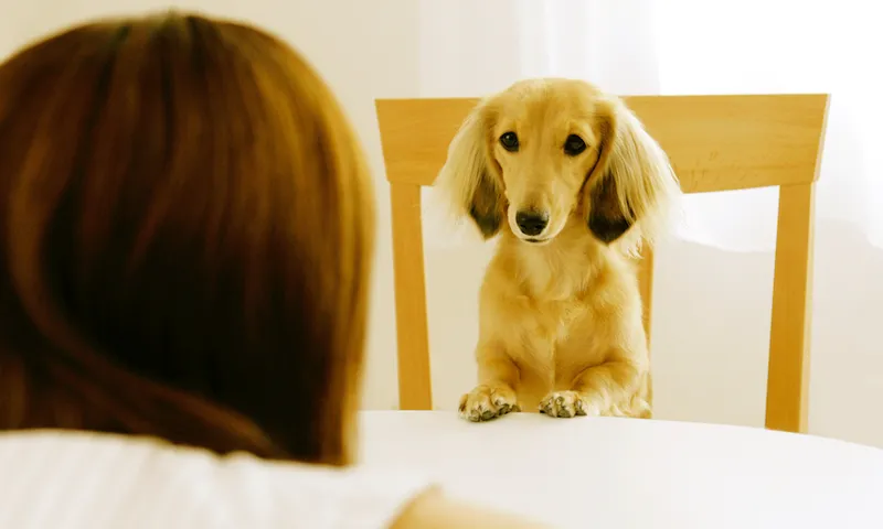 Young Woman Looking At Miniature Dachshund Sitting On Chair