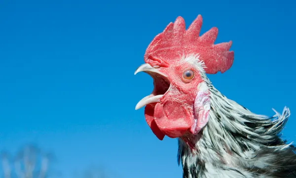 A rooster crowing against a blue sky