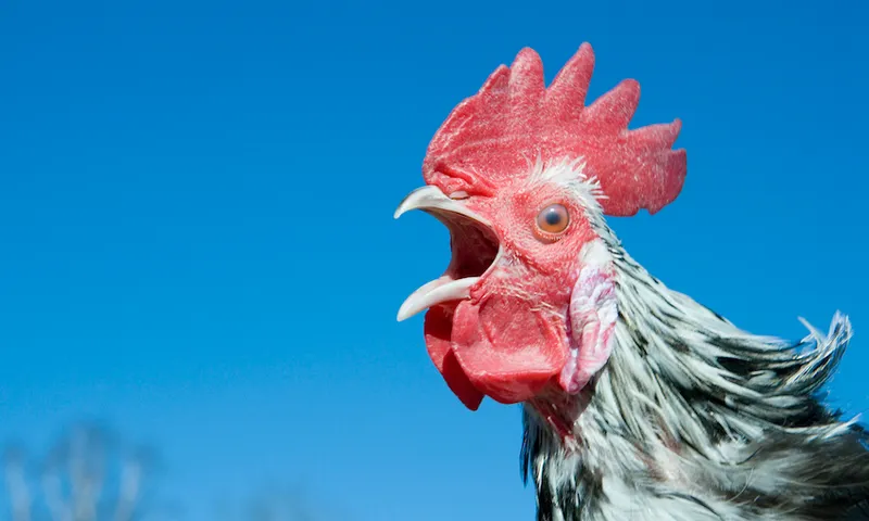 A rooster crowing against a blue sky