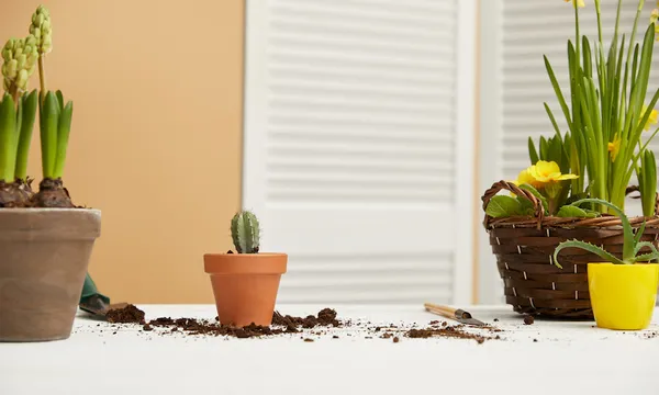 cactus in clay flowerpot with hyacinth and aloe on table