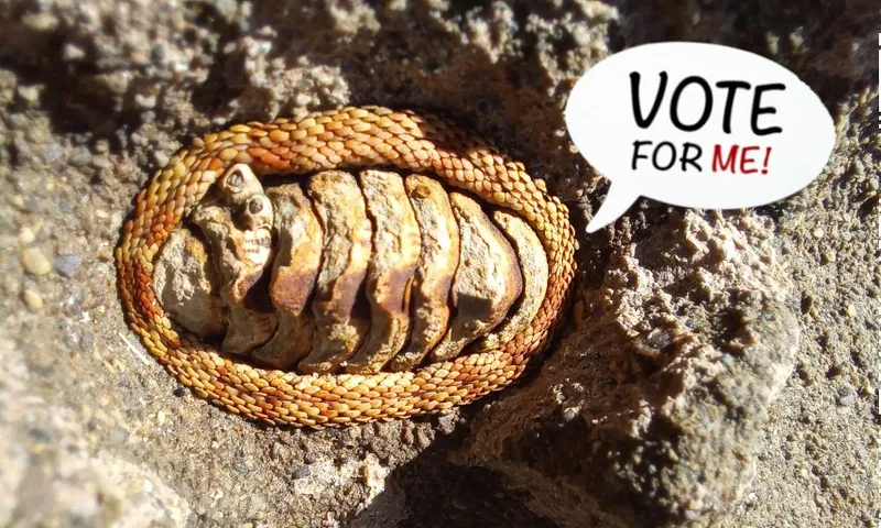 The snakeskin chiton