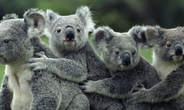 Koalas On Field