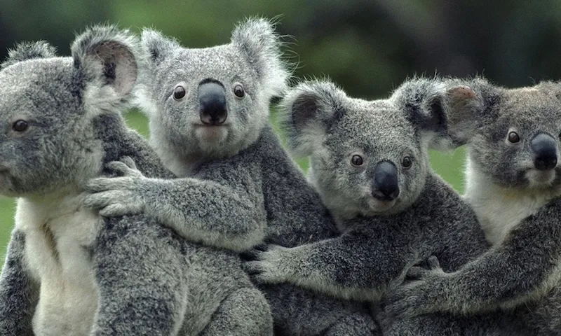 Koalas On Field
