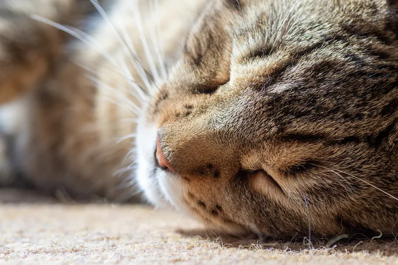 Tabby kitten sleeping in the Sun