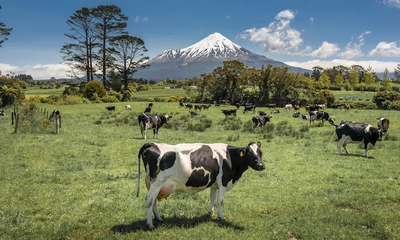 mt taranaki with a cow in the foreground