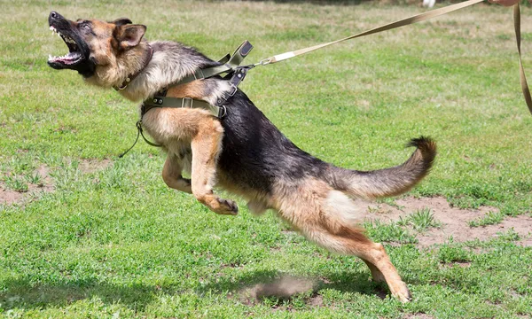 Training a police dog in cynological club. German shepherd dog in action.