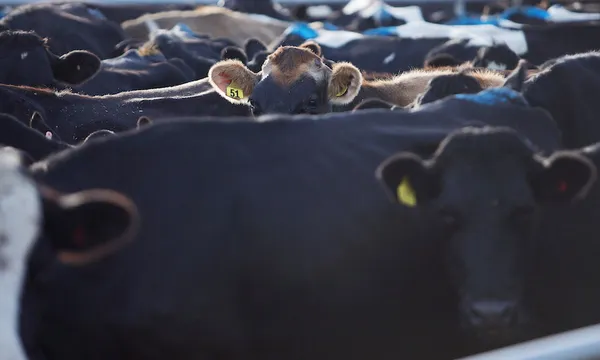 a picture of cows standing close together