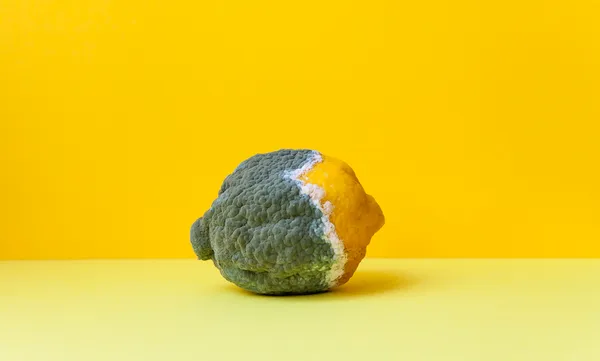 Yellow Lemon Covered With Gray Mold