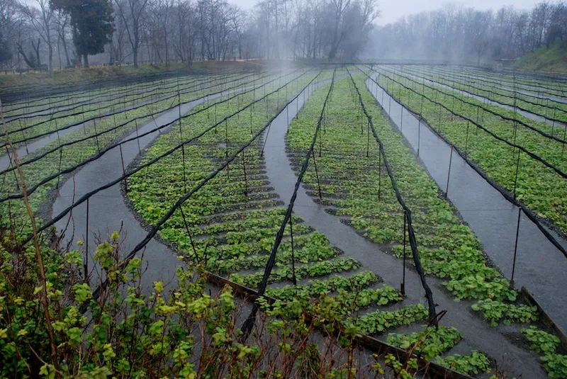 Daio Wasabi Farm