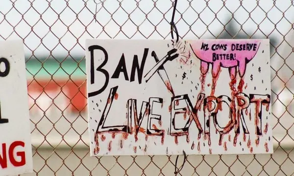 protest sign taranaki live exports rnz Robin Martin