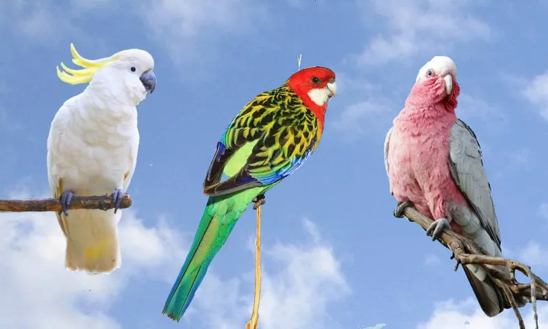 a sulphur crested cockatoo, an eastern rosella, and a galah against a blue sky background