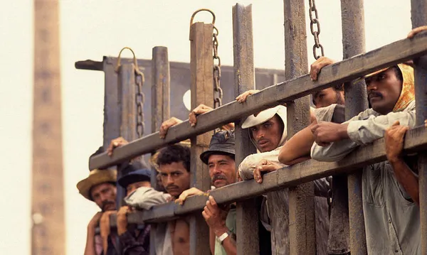 Sugarcane cutters transported in cattle truck from lodging