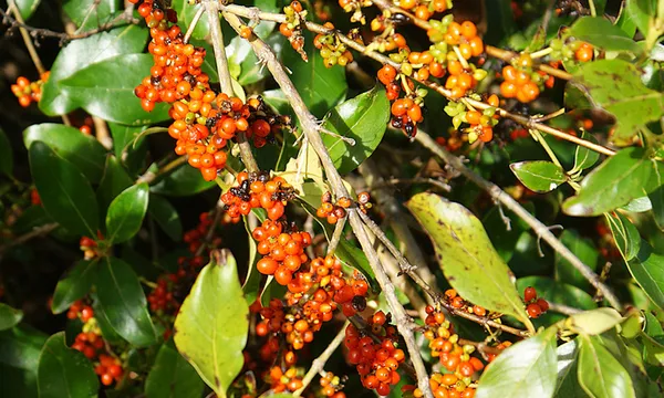 SONY DSC