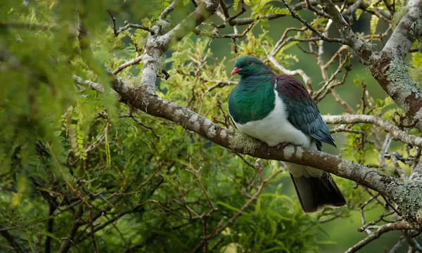 New Zealand pigeon – Hemiphaga novaeseelandiae – kereru sitting and feeding in the tree in New Zealand