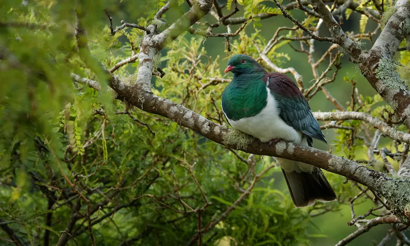 New Zealand pigeon – Hemiphaga novaeseelandiae – kereru sitting and feeding in the tree in New Zealand