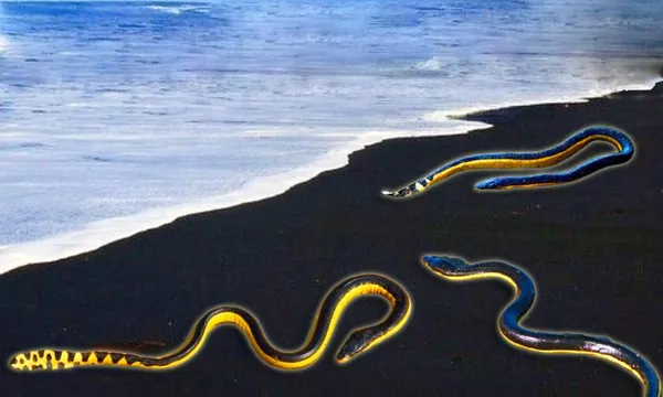 snakes (5)